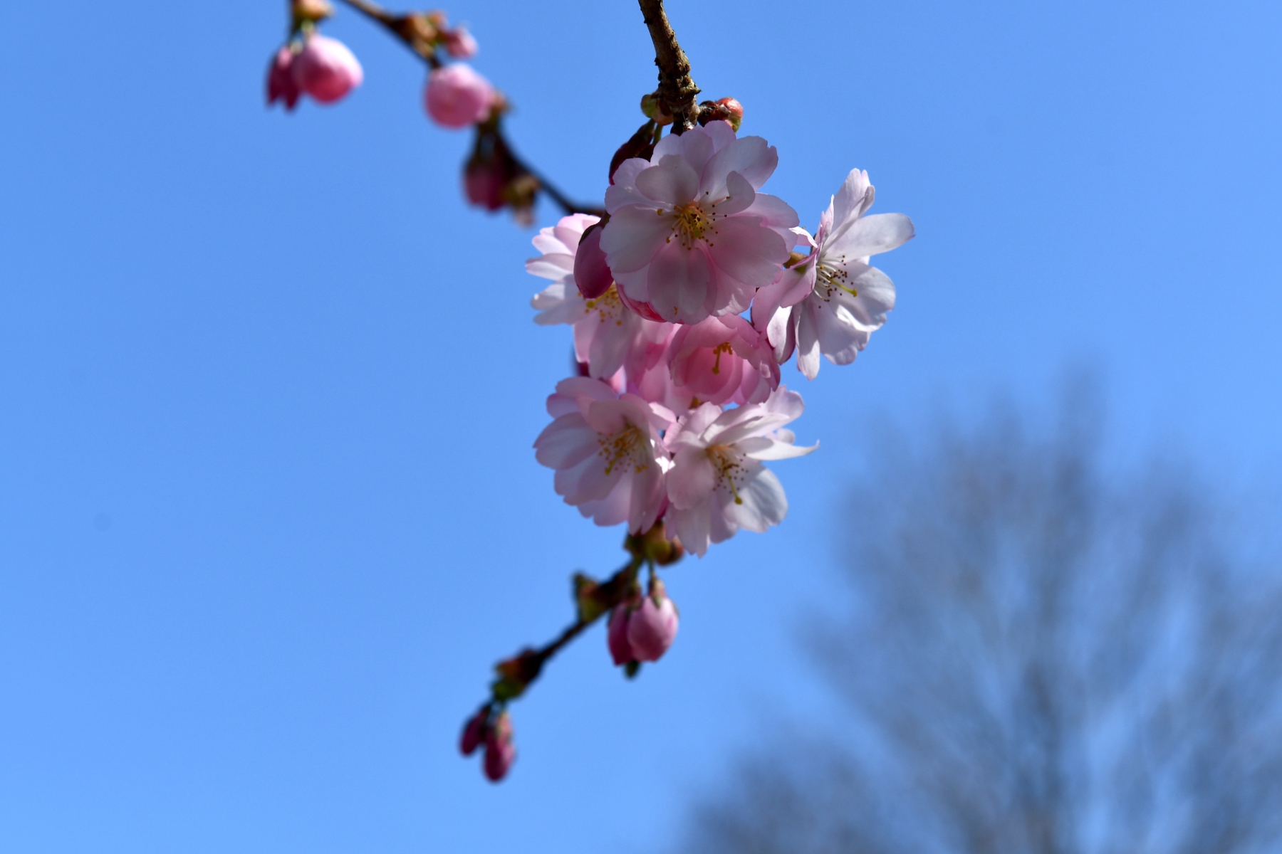 Kirschblüten im März 2022