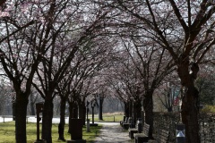 Kirschblütenallee
