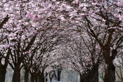 Kirschblütenallee