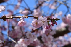 Kirschblüten im März 2022